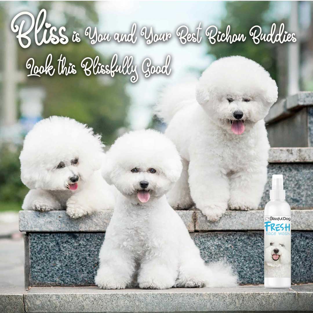 clean bichon faces